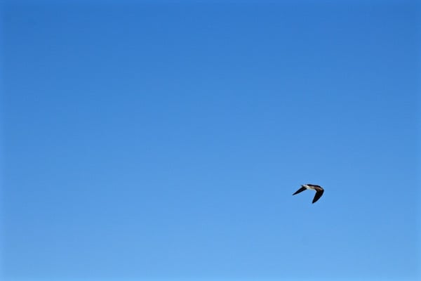 bird flying destin florida