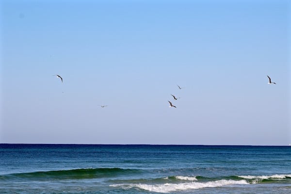 birds flying destin florida