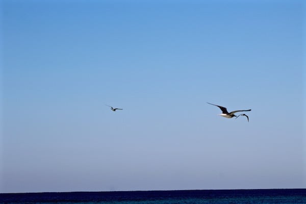 birds flying destin florida 1