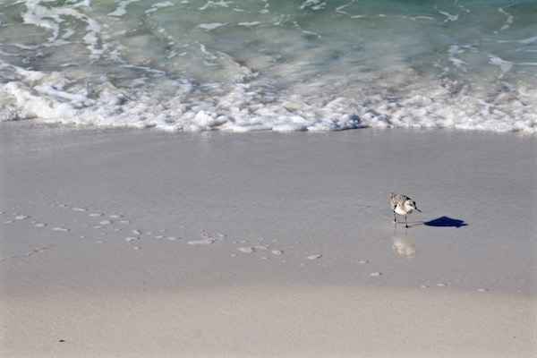 destin florida bird on beach