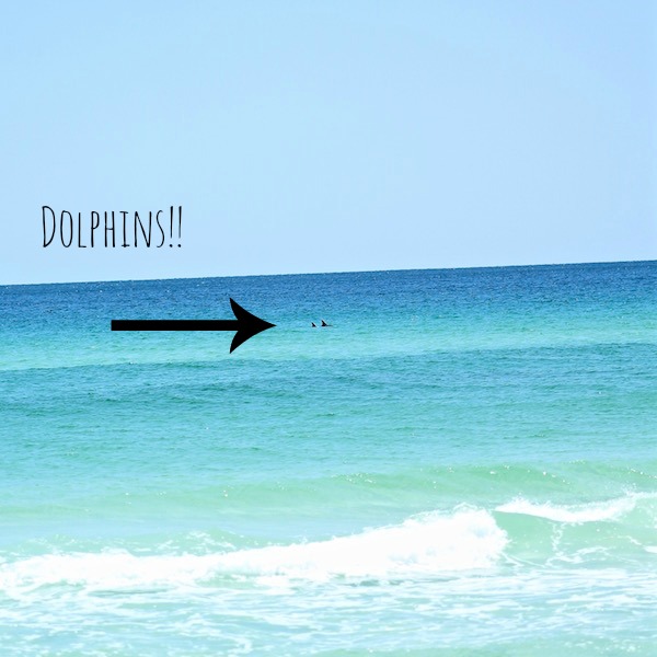 dolphins closeup destin florida