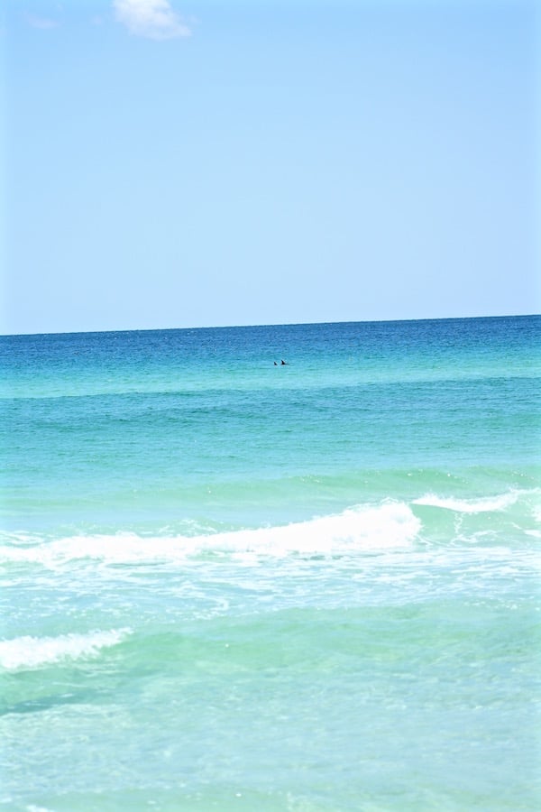 dolphins in ocean destin florida