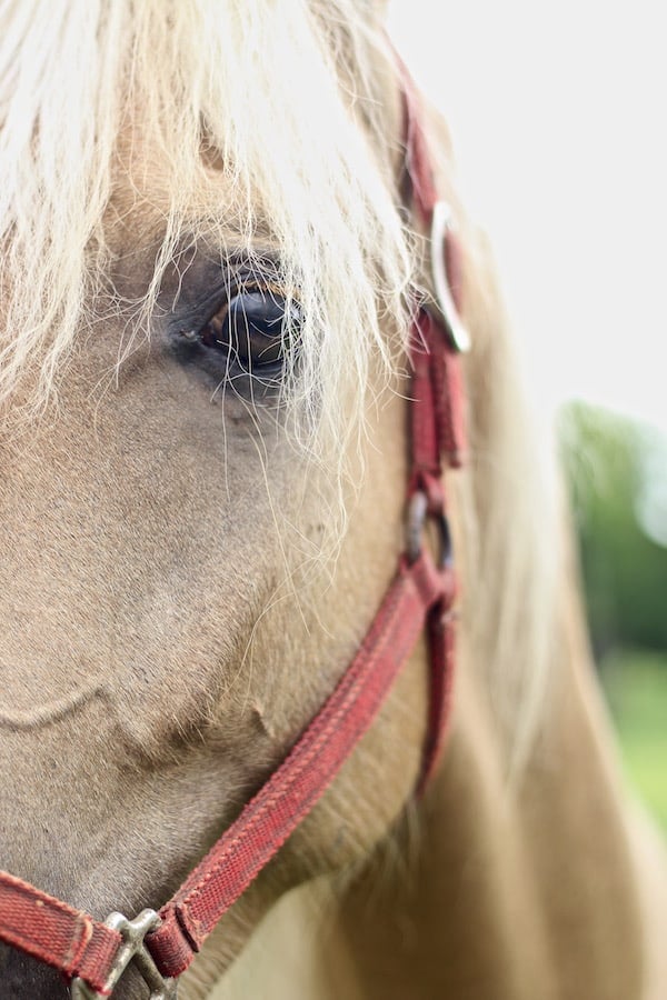 Horse up close