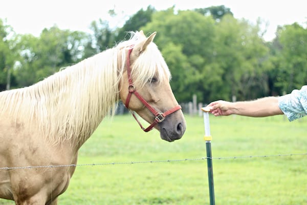 Horse being fed apple slice, not interested