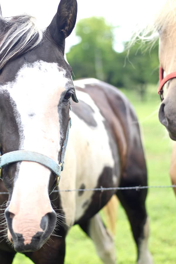 Horses side-by-side